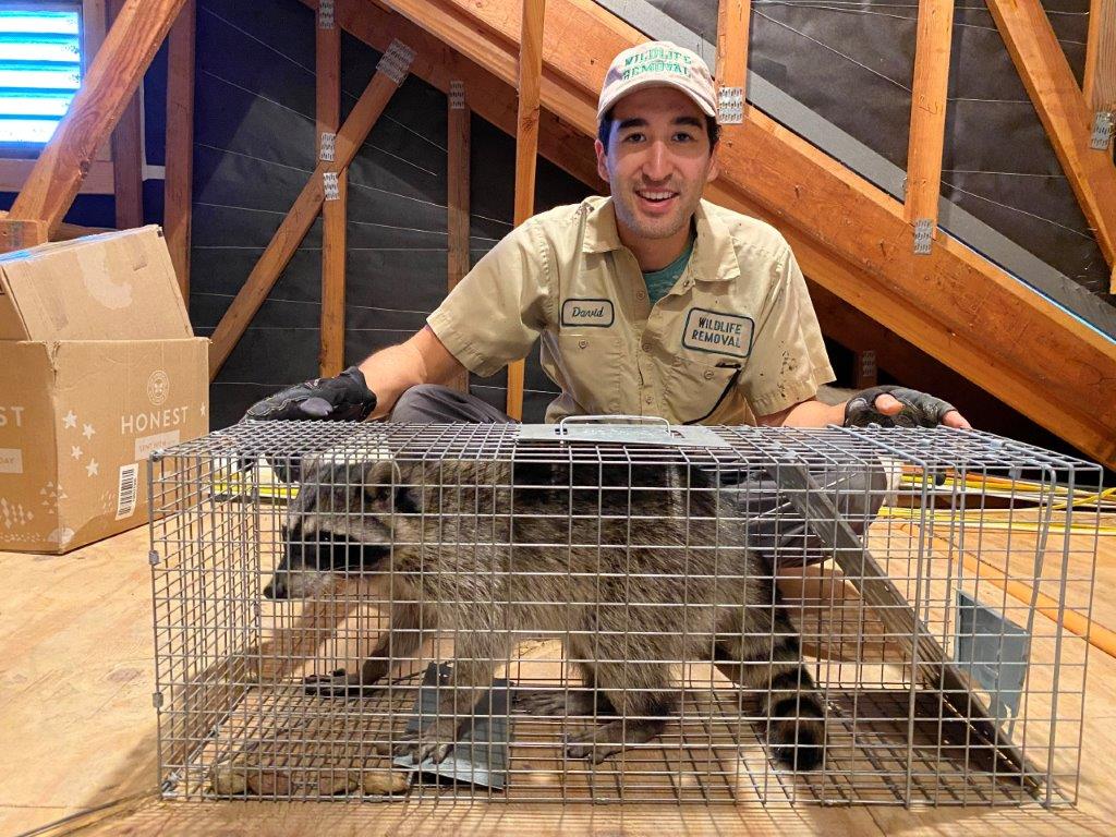 San Diego raccoon trapping